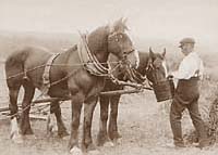 Horses - A Break for Lunch