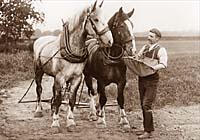 Horses